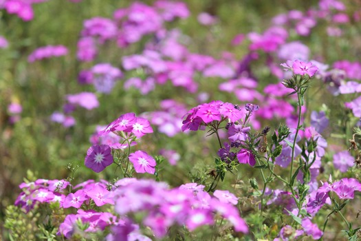 Wildflowers