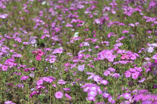 Wildflowers