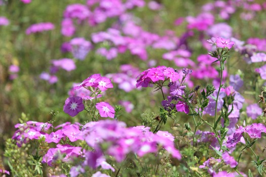 Wildflowers