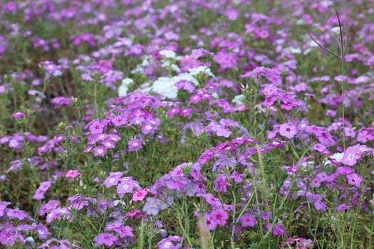 Wildflowers