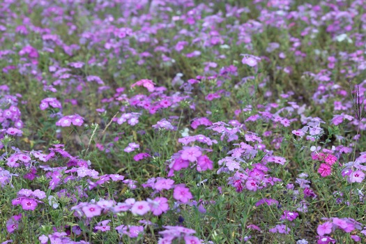 Wildflowers