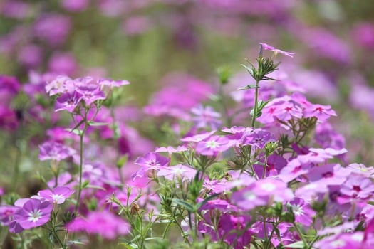 Wildflowers