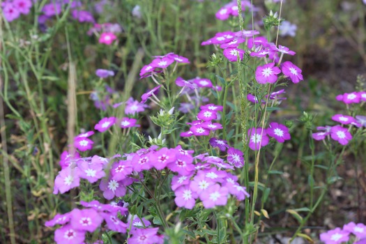 Wildflowers