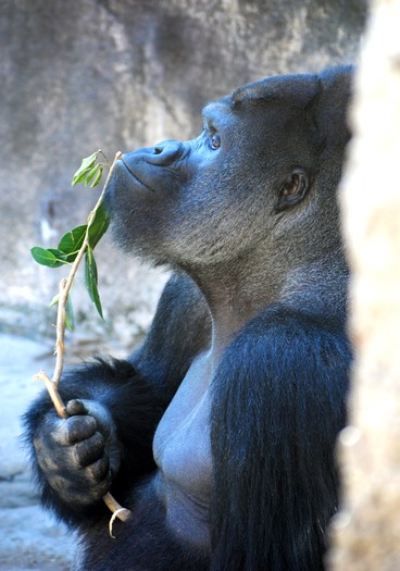 In Deep Thought at Pittsburgh Zoo & PPG Aquarium