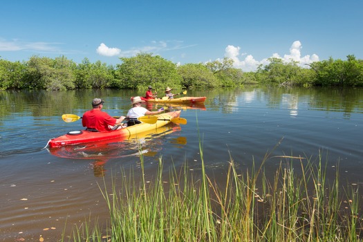 Kayaking in Mangroves