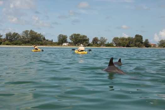 Kayaks and Dolphins