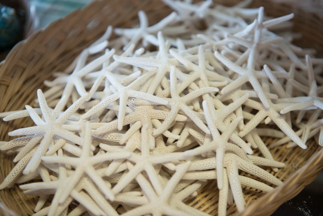 Starfish