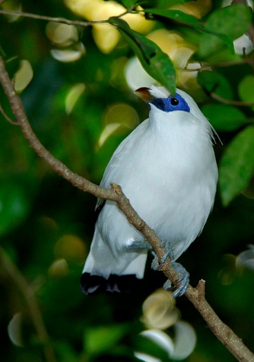 National Aviary