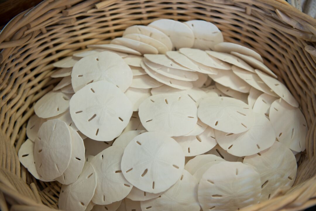 Sand Dollars