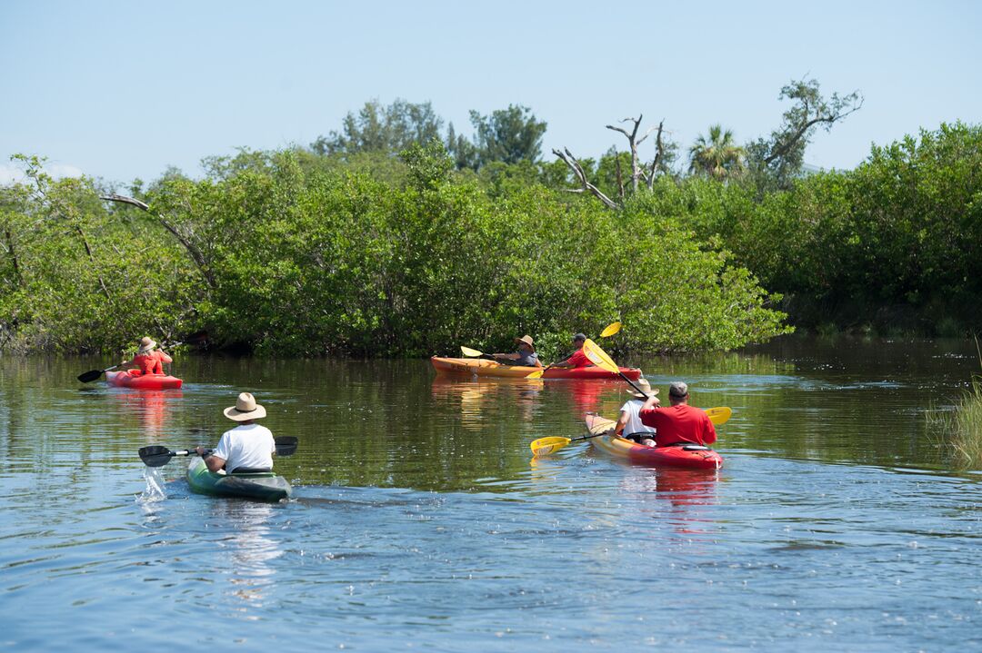 Kayaking in Mangroves