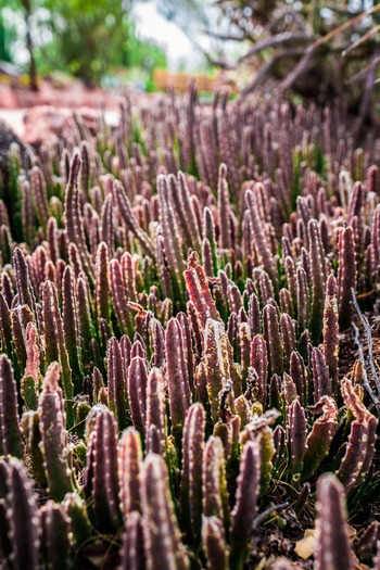 Desert Botanical Garden (17)