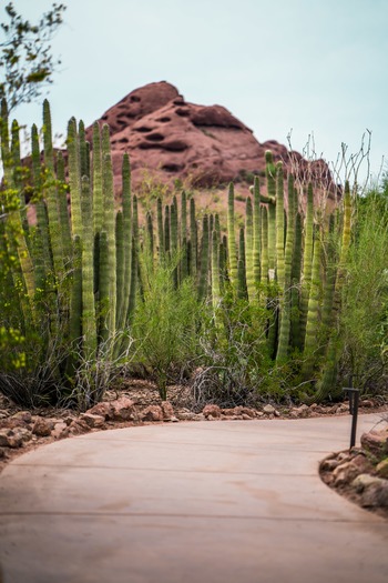 Desert Botanical Garden (1)