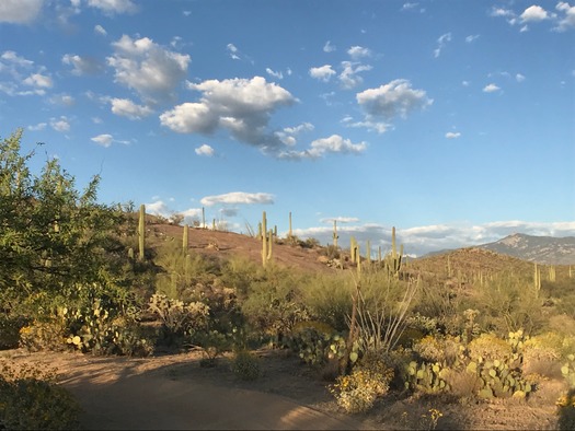 Trail Dust Jeep Tours