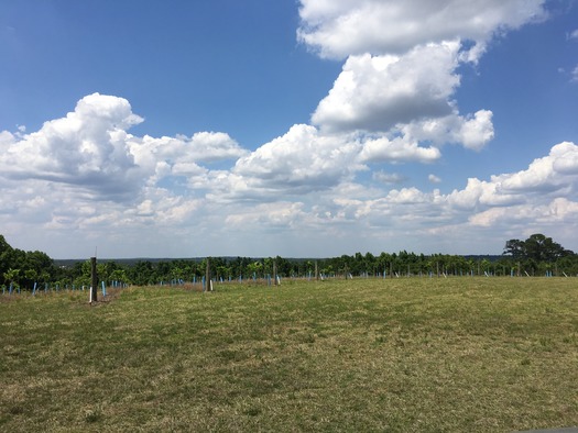 Sparacia Winery