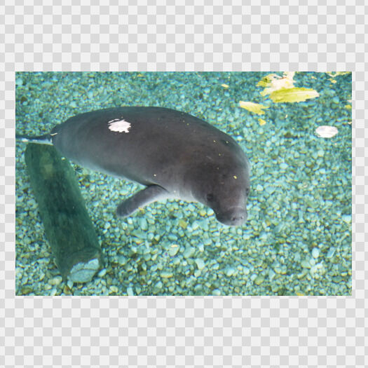 Manatee at the Bishop Museum of Science and Nature