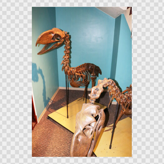 Fossil at the Bishop Museum of Science and Nature