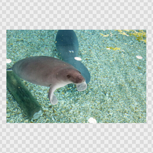 Manatee at the Bishop Museum of Science and Nature