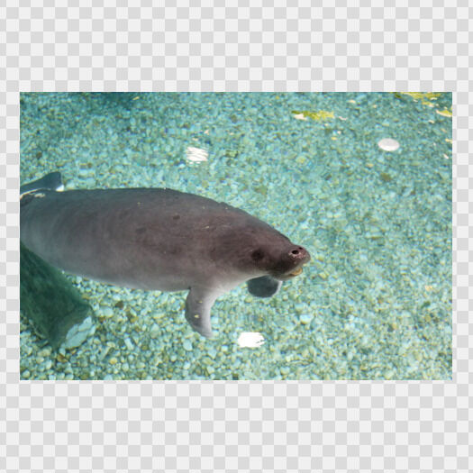 Manatee at the Bishop Museum of Science and Nature