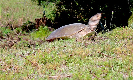 Turtle In the sun