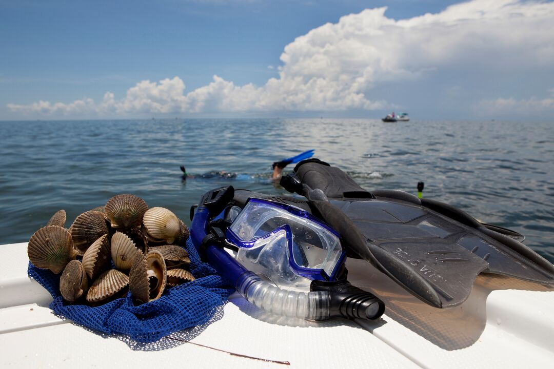 Mask, Fins and Scallops, Florida's Adventure Coast