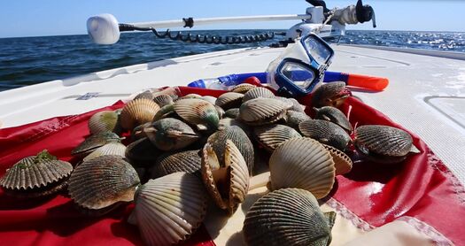 Bay Scallop Catch on Boat, Gulf of Mexico, Bayport