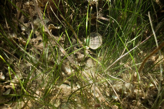 scallop grass