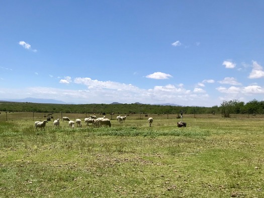 Slaughter Ranch Douglas