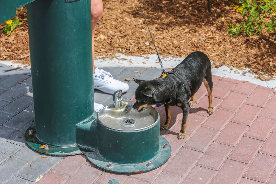 Pets on the Riverwalk