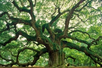 Angel Oak Tree