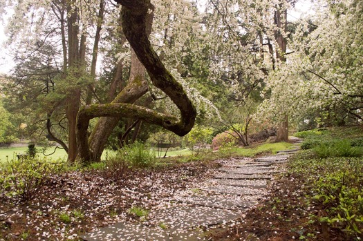 Stoneleigh: A Natural Garden