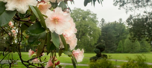 Stoneleigh: A Natural Garden