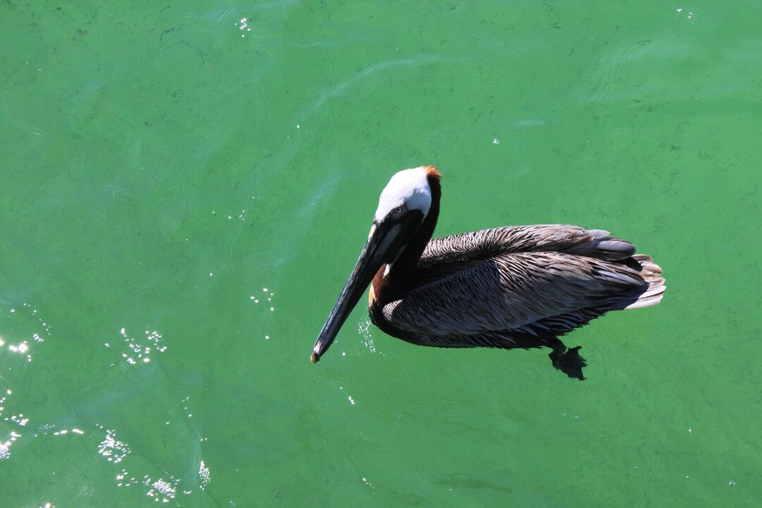 Pelican in the Gulf