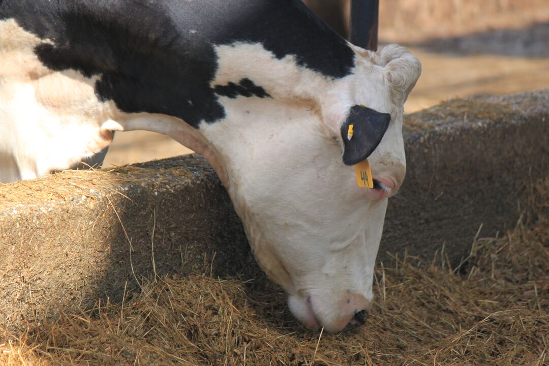 Dakin Dairy Farm