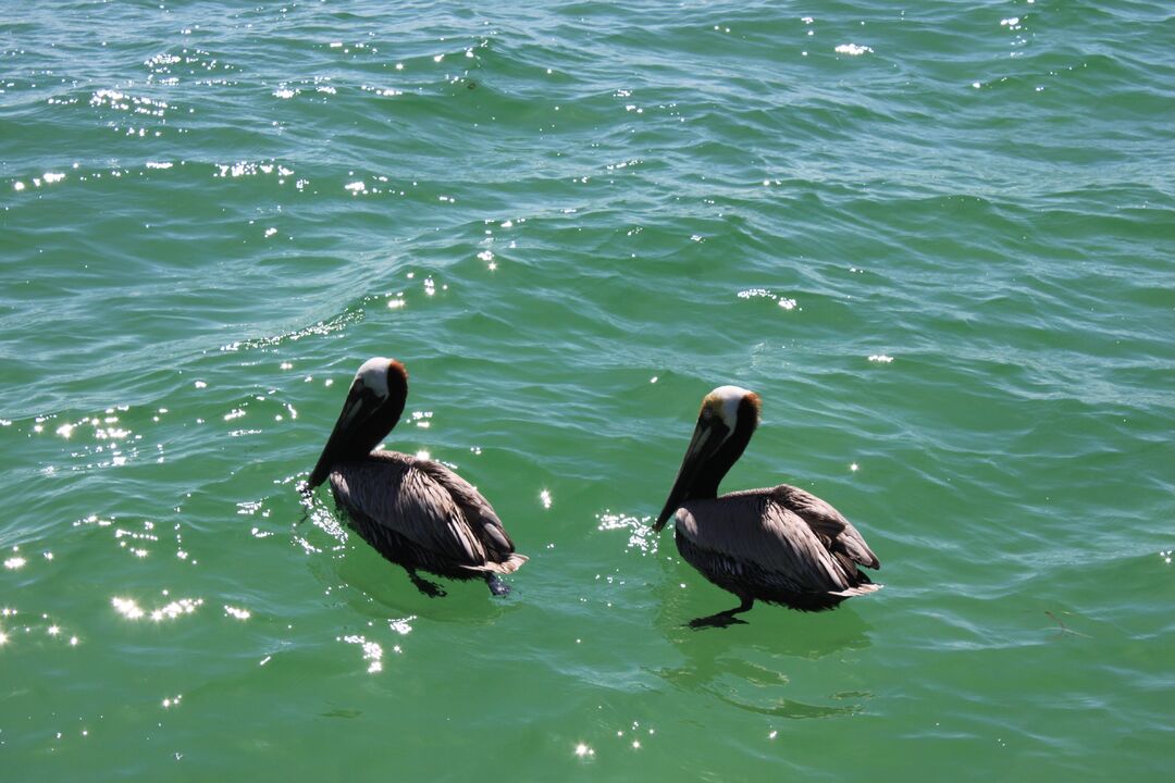 Pelicans in the Gulf