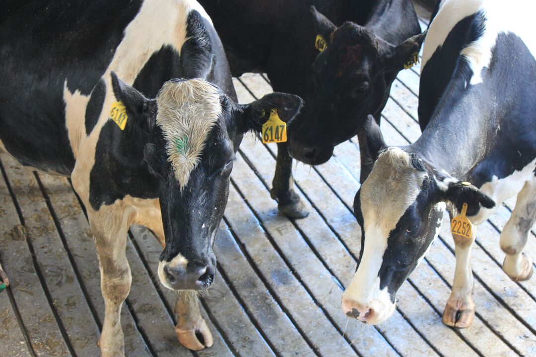 Dakin Dairy Farm