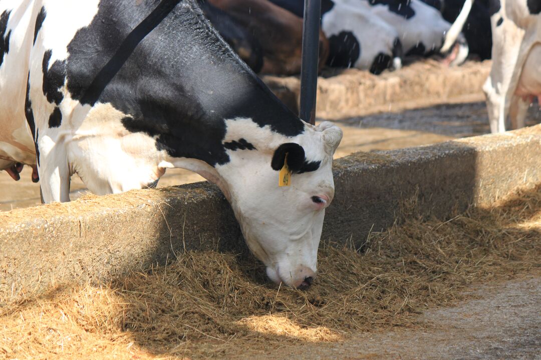 Dakin Dairy Farm