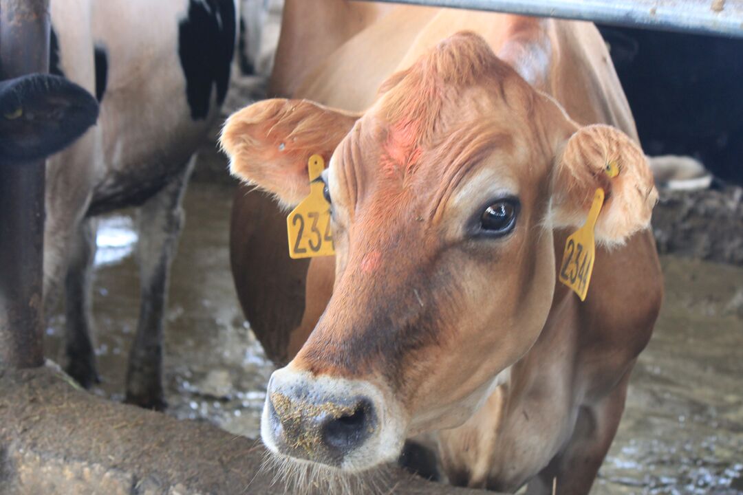 Dakin Dairy Farm