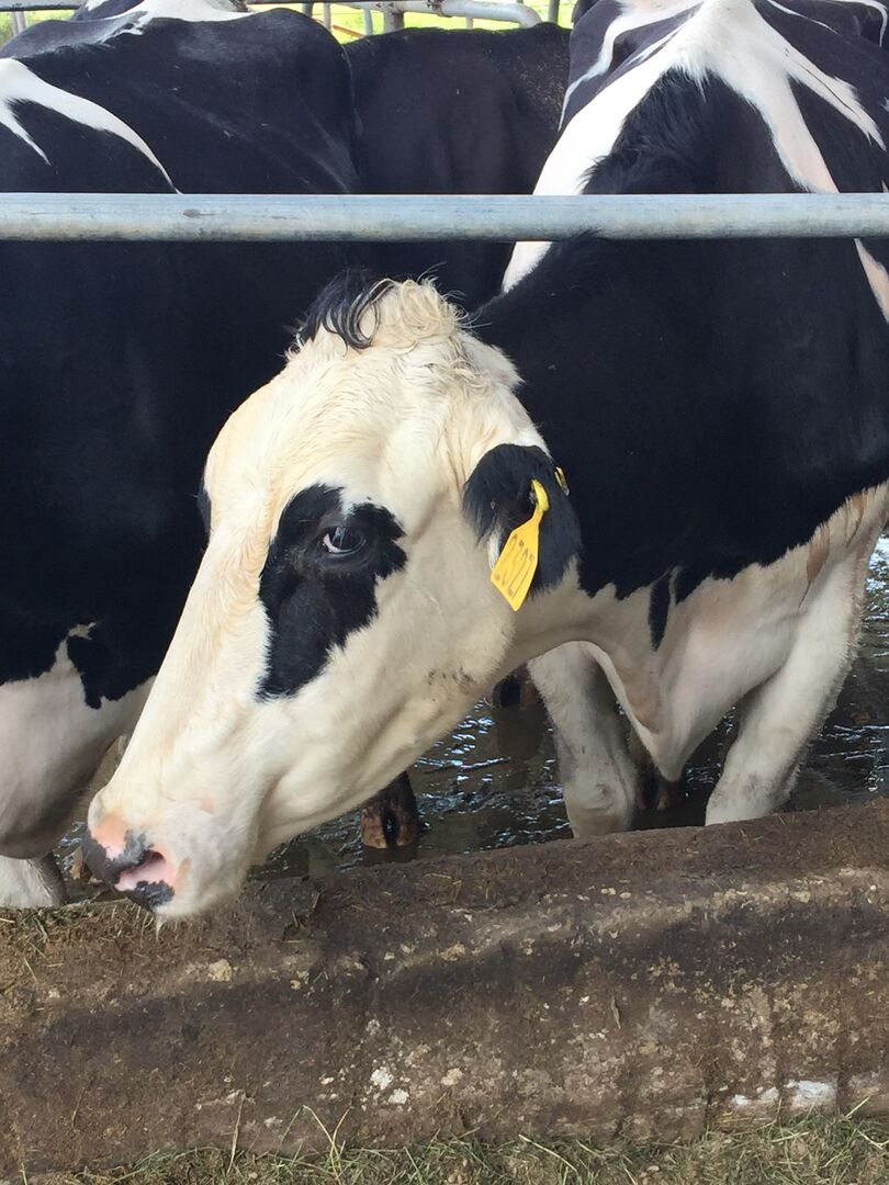 Dakin Dairy Farm