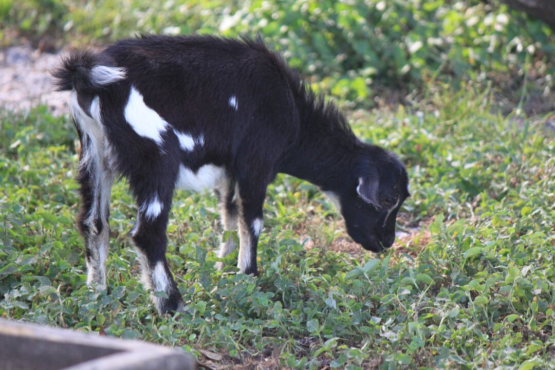 Dakin Dairy Farm
