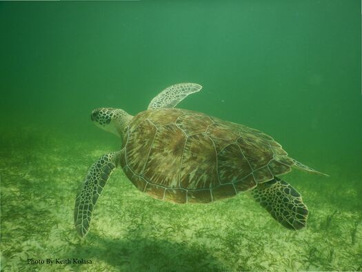 Green Sea Turtle, Gulf of Mexico, Bayport