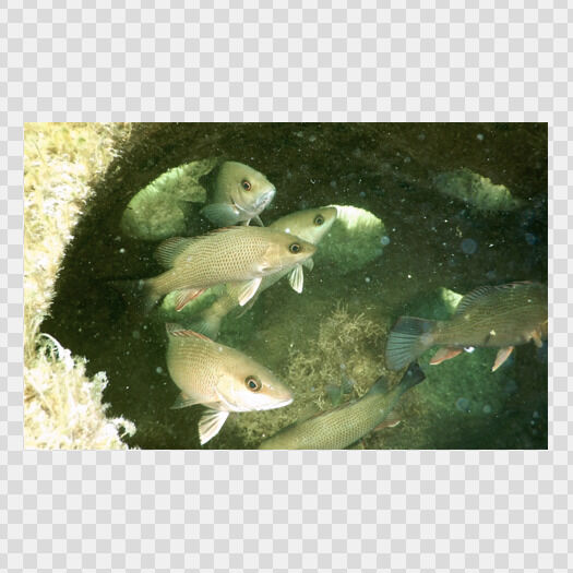 Juvenile Mangrove Snapper in Artificial Reef