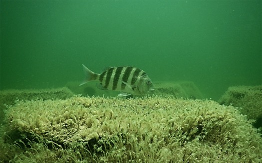 Sheepshead orig