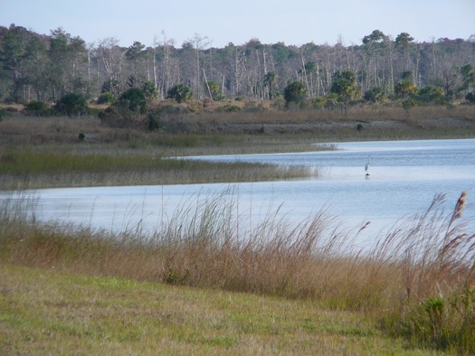 Weeki Wachee Preserve (5)