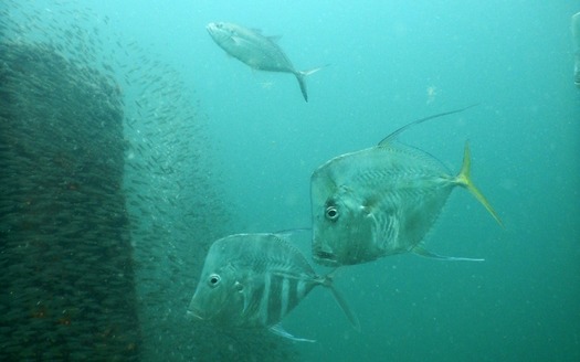 Fish lookdowns bluefish and baitfish