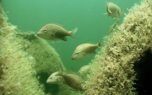 Reefballs under 7 months white grunts