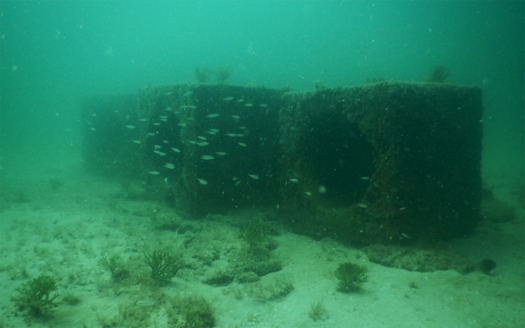 Bendickson reef Lindberg cubes
