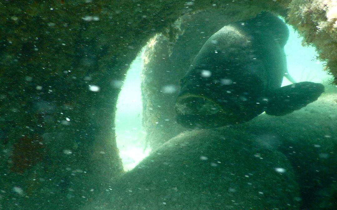 Goliath Grouper in Artificial Reef