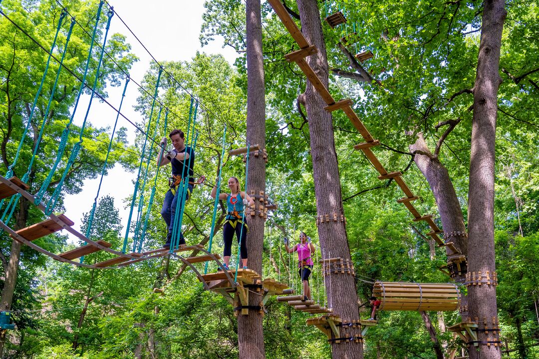 Tree Top Quest