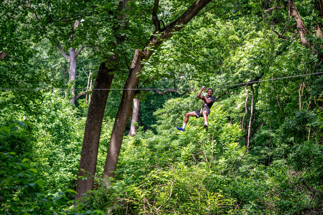 Tree Top Quest