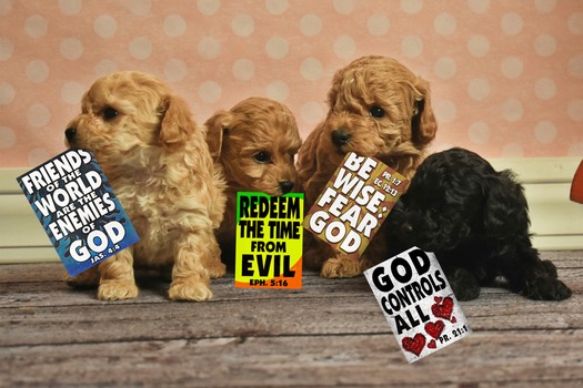 RNS-Westboro-Signs14 071618